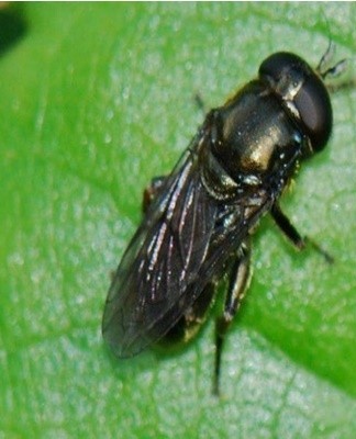 The appearance of the pest is similar to the parameters of an ordinary gray fly.