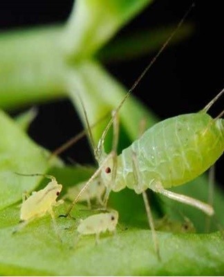 If a young plant begins to bloom in the first year of life, the buds should be removed.