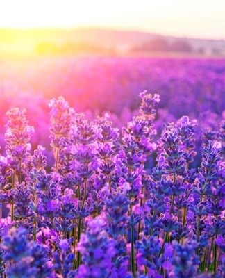 Experts note that lavender has a beneficial effect on the state of the human psyche.