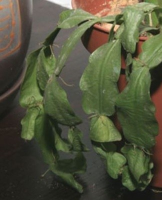 When the Decembrist becomes covered with a gray bloom, some of the segments fall off, and the root system weakens and rots.