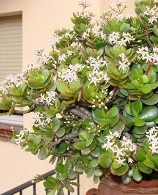 In indoor conditions, Crassula does not bloom often, for the first time when it reaches the age of ten.