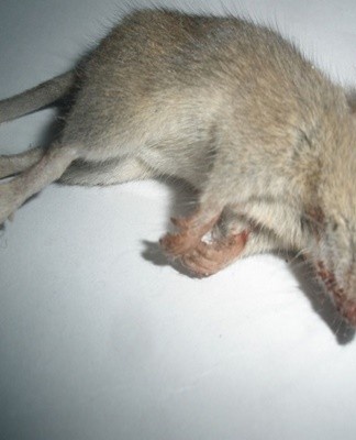 The corpse of a rodent must be detected and disposed of, but if it is not found, an unpleasant odor must be masked