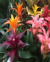 Description and care of guzmania at home, transplantation and reproduction