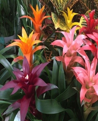 Description and care of guzmania at home, transplantation and reproduction
