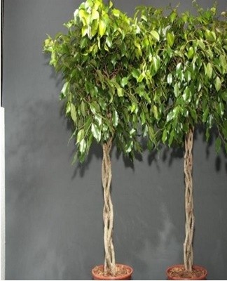 It is allowed to give a different shape to a ficus.