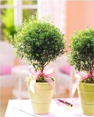 It is a dwarf plant that has small leaves - 2 centimeters long.