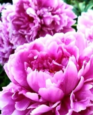 Bomb-shaped peonies have firm stems and lush inflorescences.
