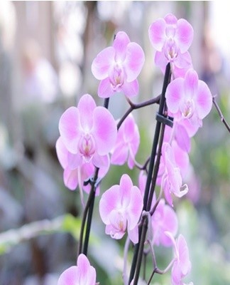The Phalaenopsis orchid usually blooms two, sometimes three times a year.