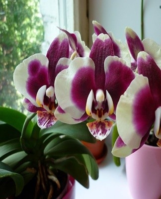 To grow a plant from seed, it is recommended to prepare the soil.