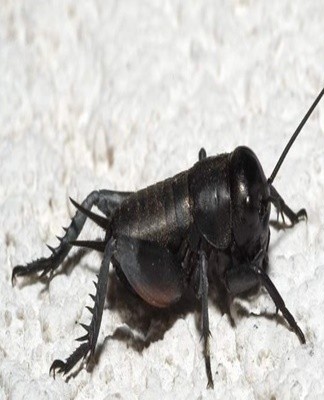 Orthoptera prefer to settle near radiators, in basements, where it is warm and humid.
