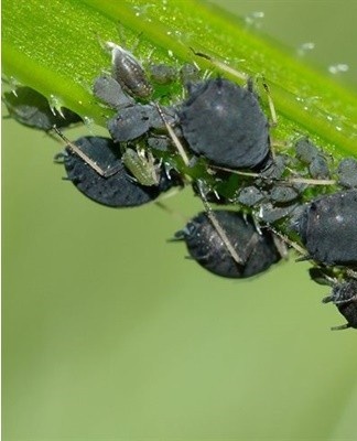 Symptoms are yellowing, falling leaves, a sticky coating on them.