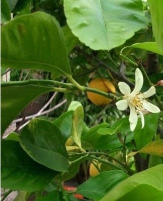 If a young plant begins to bloom in the first year of life, the buds should be removed.