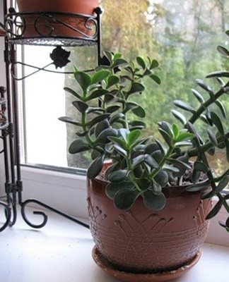 The life of a money tree depends on compliance with the rules of care.