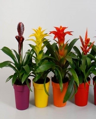 Guzmania hybrid mix has smooth, broad leaves