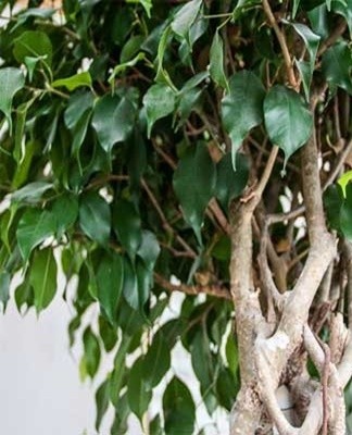 The easiest and most popular method of shaping the trunk is the pigtail.