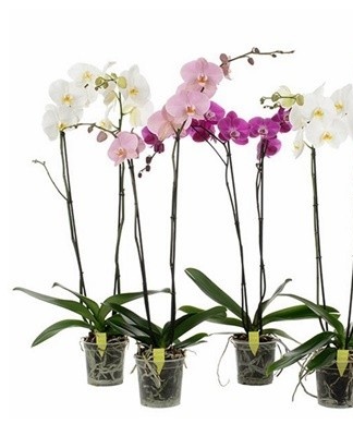 To do this, the upper part of the plant with the leaves and aerial roots is cut off and planted in a separate pot with a substrate.