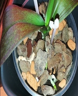 In this way, it will be possible to propagate plants that have dormant side buds.