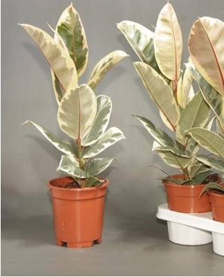 When growing ficus at home, it needs to be transplanted periodically.