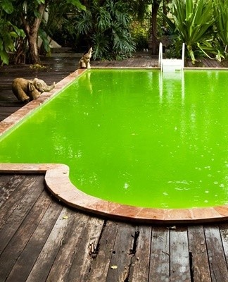 Green algae remain on the walls, at the bottom mechanical cleaning using special reagents is required.