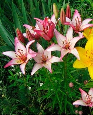 Almost all varieties of these plants can be crossed with scales.