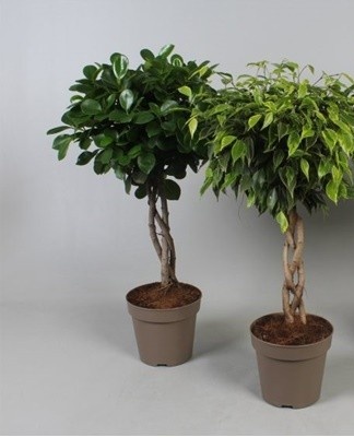 A larger pot is needed for transplanting.