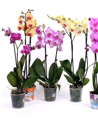 Often the orchid encounters attacks of various pests or suffers from serious diseases.