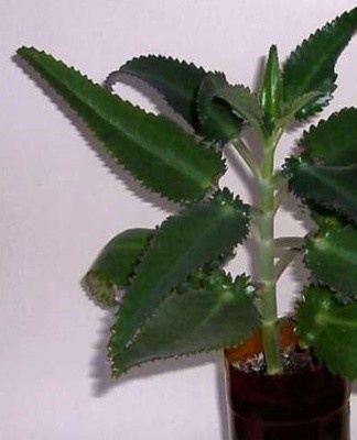Densely covered with thick toothed leaves on which daughter rosettes form.