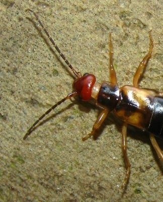 earwigs