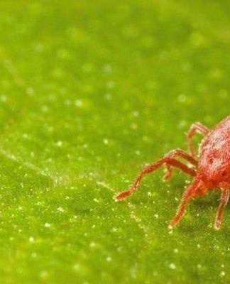 spider mite