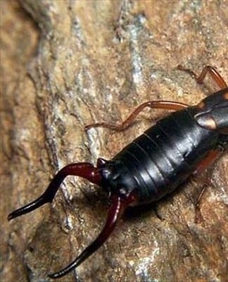 earwigs on the ground