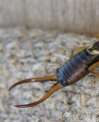 earwig breeding
