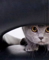 17 Best Ways to Get Rid of Cat Urine Smell in an Apartment