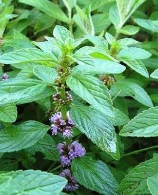 fragrant herbs