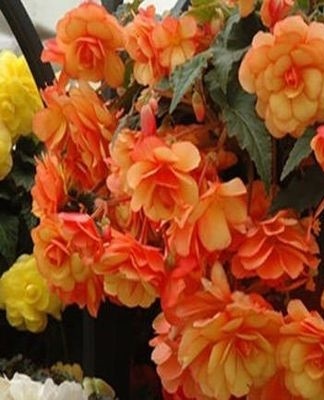 begonia tubers