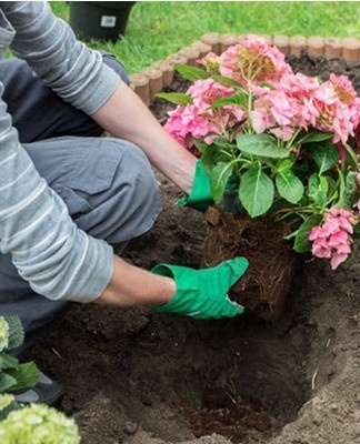  Shrubs can grow on relatively poor soils.