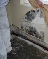 30 Best Remedies to Get Rid of Mold Under Wallpaper