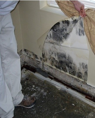 30 Best Remedies to Get Rid of Mold Under Wallpaper