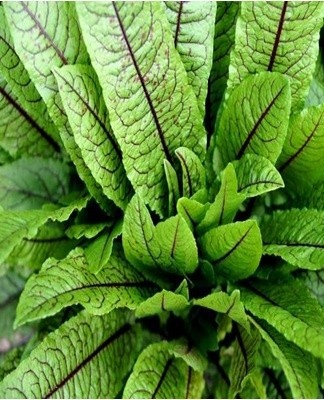 Some people only use oxalic acid, but even fresh sorrel leaves will help remove the oxides.