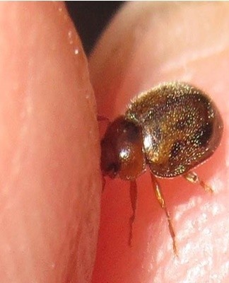 Chemicals are used to kill insects: disinfectants, fumigators