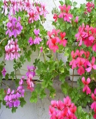 The Angel variety descends from the royal variety series and is distinguished by smaller flowers.