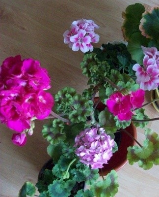 Any variety of pelargonium reacts negatively to organic food