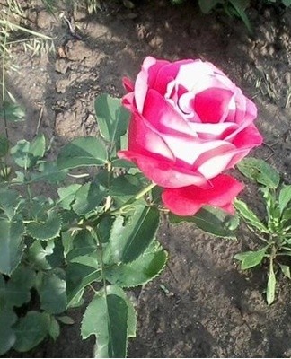 It is important to wait until the ground has warmed up and the threat of frost has passed.