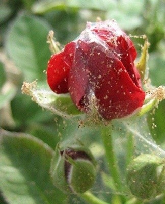 Spider mite colonies multiply rapidly and are able to quickly move to other plants.
