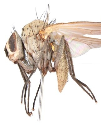 How to treat onion maggot folk remedies and drugs