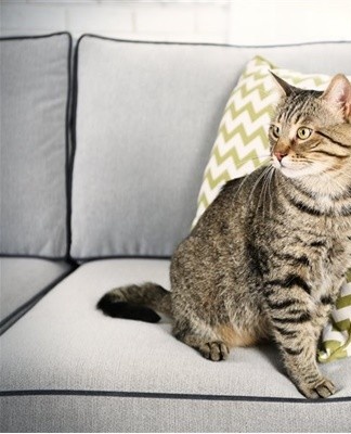 The kidneys remove urea from the body - a product of protein metabolism.