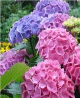 Rules for planting and caring for garden hydrangeas in the country