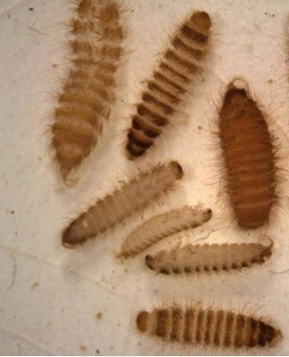 The disadvantage is the transience of action, not effective against eggs, requires repeated treatment at high cost.