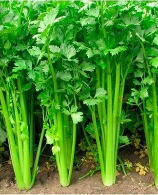 Effectively repels celery with its aroma.