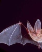 Rules and 15 best methods to get rid of bats for good