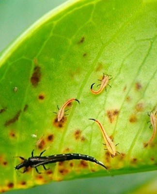 thrips on an orchid